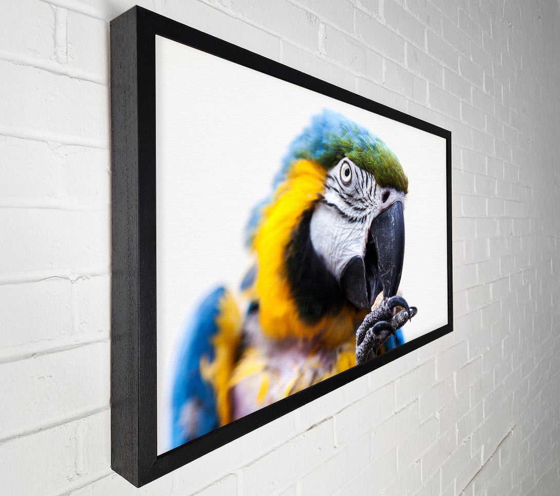 A Canvas Print of Parrot Care Canvas Art