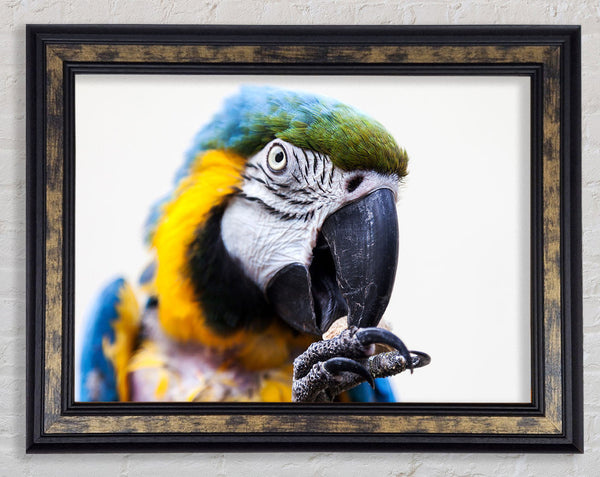 Parrot Care Framed Print