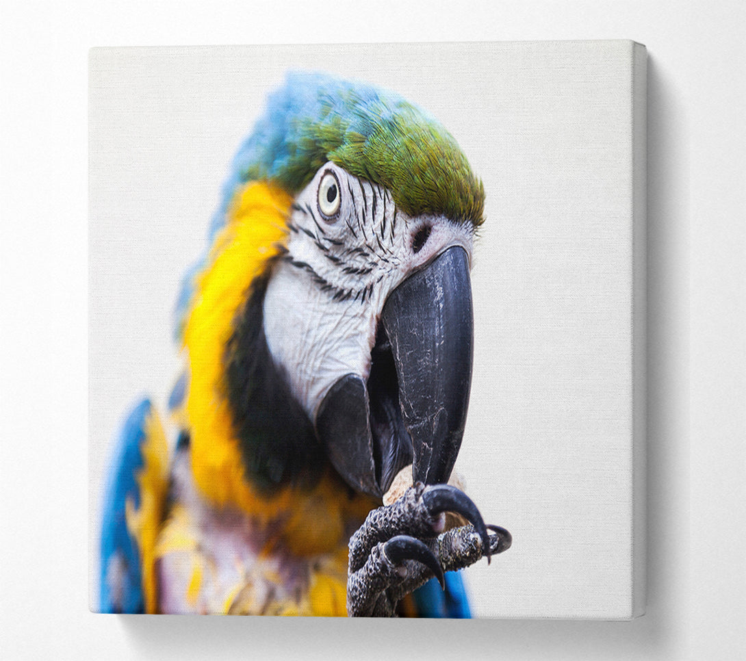  A Canvas Print of Parrot Care Canvas Art