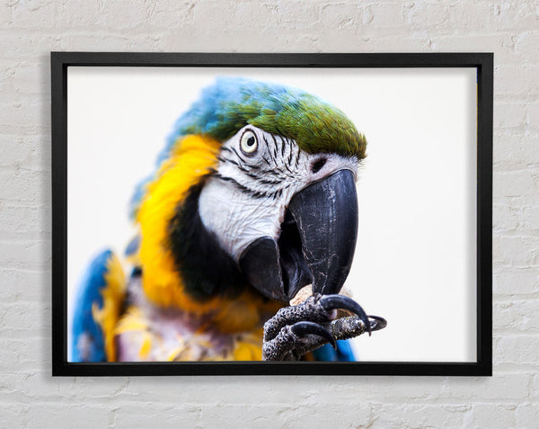 Parrot Care Framed Print