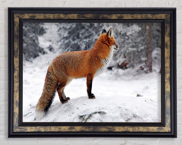 Winter Snow Fox Framed Print