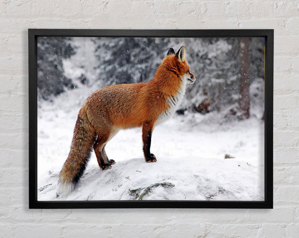 Winter Snow Fox Framed Print