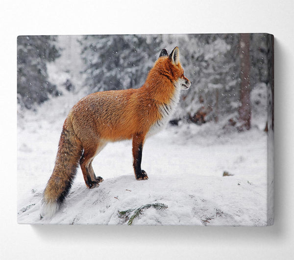  A Canvas Print of Winter Snow Fox Canvas Wall Art