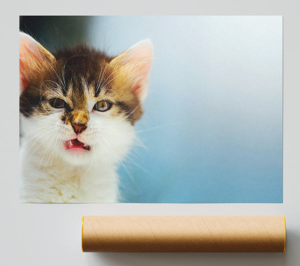 Kitten Cat Growl Print