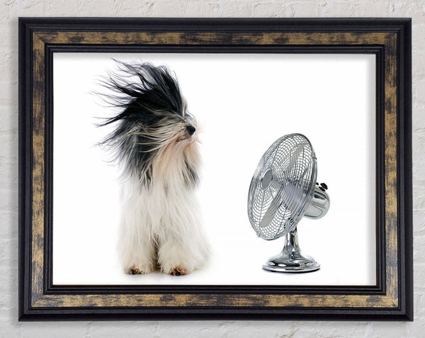 Old English Sheepdog Cooling Off Framed Print