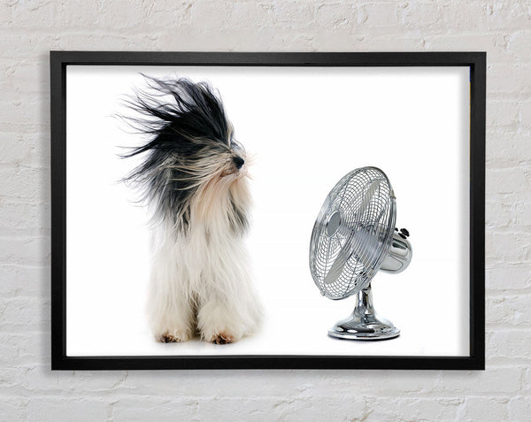 Old English Sheepdog Cooling Off Framed Print