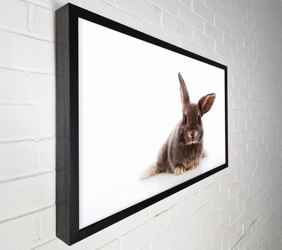 A Canvas Print of Curiosity Bunny Canvas Art