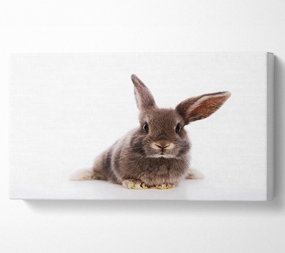  A Canvas Print of Curiosity Bunny Canvas Art