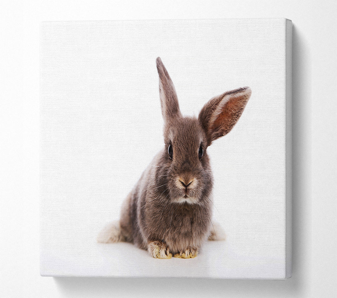  A Canvas Print of Curiosity Bunny Canvas Art