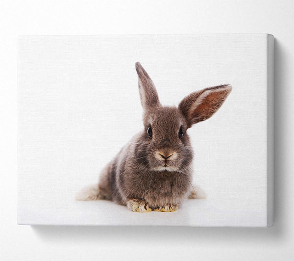  A Canvas Print of Curiosity Bunny Canvas Art