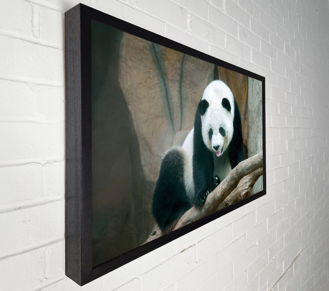  A Canvas Print of Panda tongue Canvas Wall Art