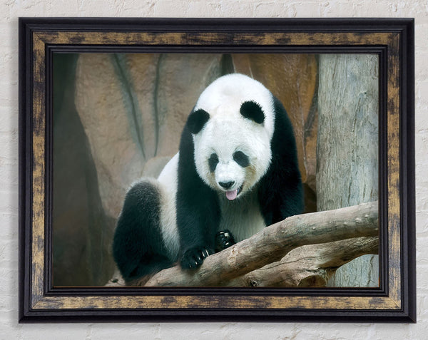 Panda tongue Framed Print