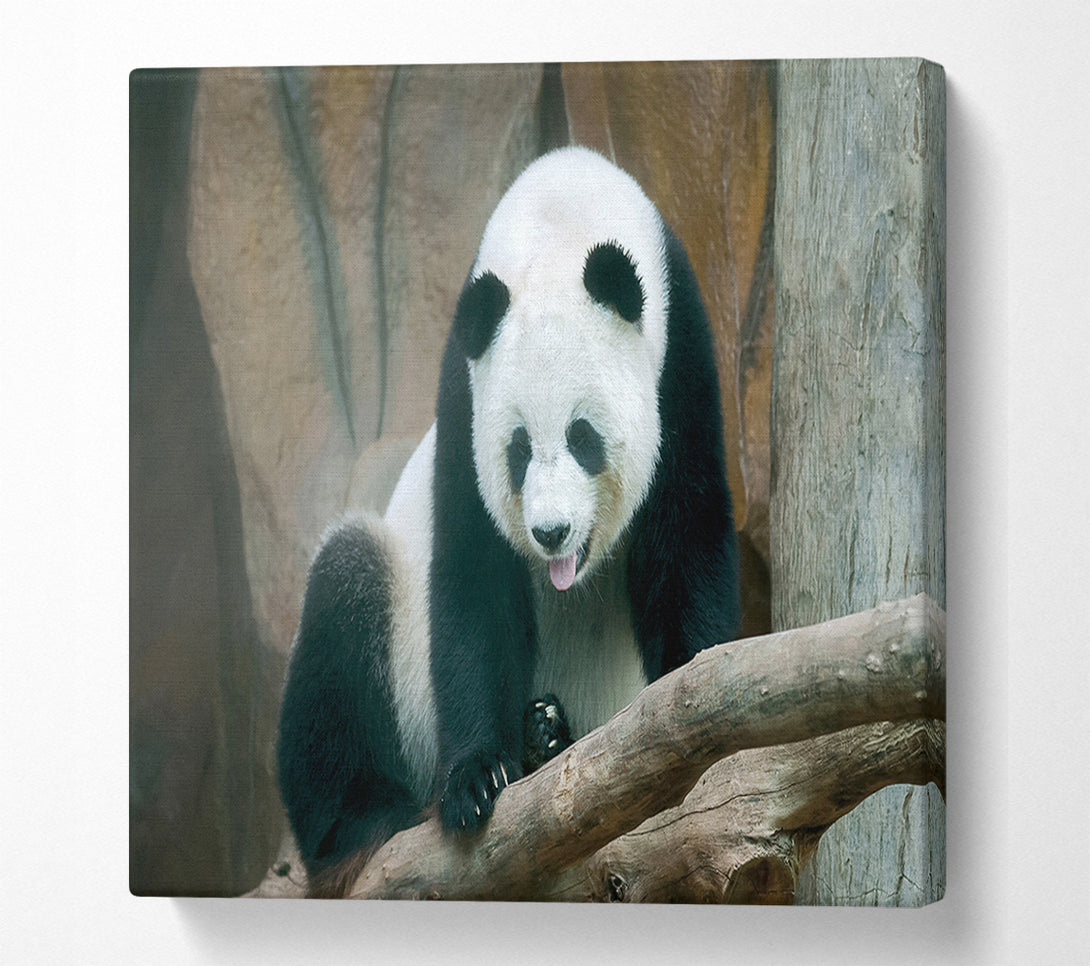  A Canvas Print of Panda tongue Canvas Wall Art