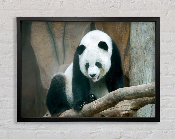 Panda tongue Framed Print