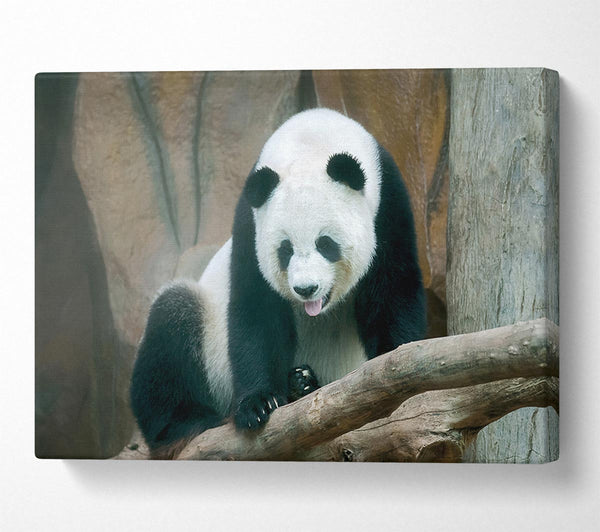  A Canvas Print of Panda tongue Canvas Wall Art