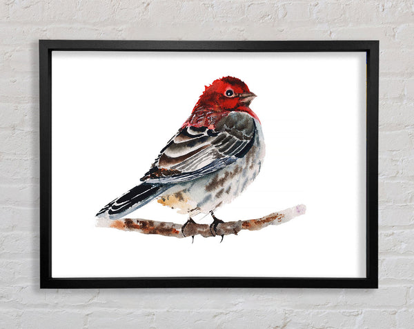 Red Finch Framed Print