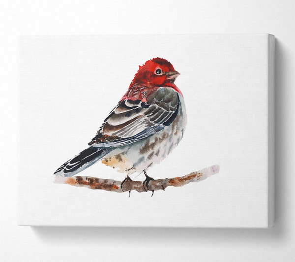  A Canvas Print of Red Finch Canvas Wall Art
