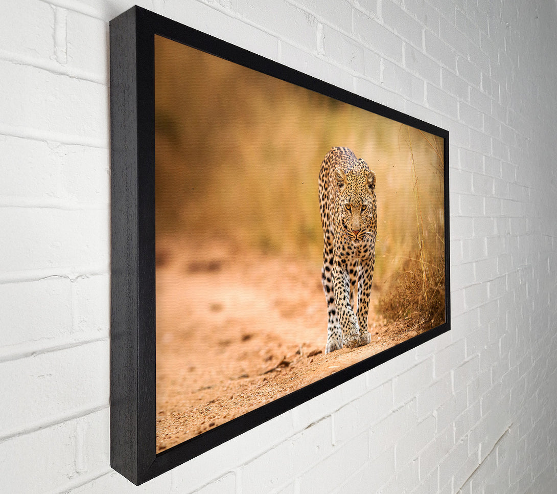  A Canvas Print of Leopard Walk Canvas Art