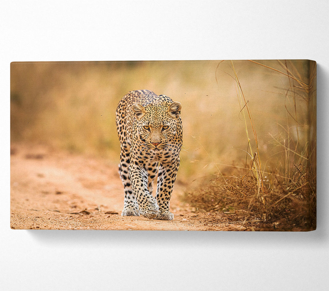  A Canvas Print of Leopard Walk Canvas Art