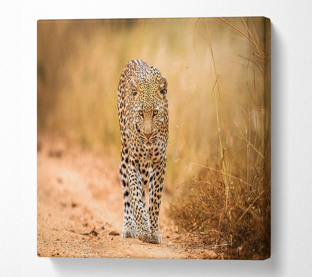  A Canvas Print of Leopard Walk Canvas Art