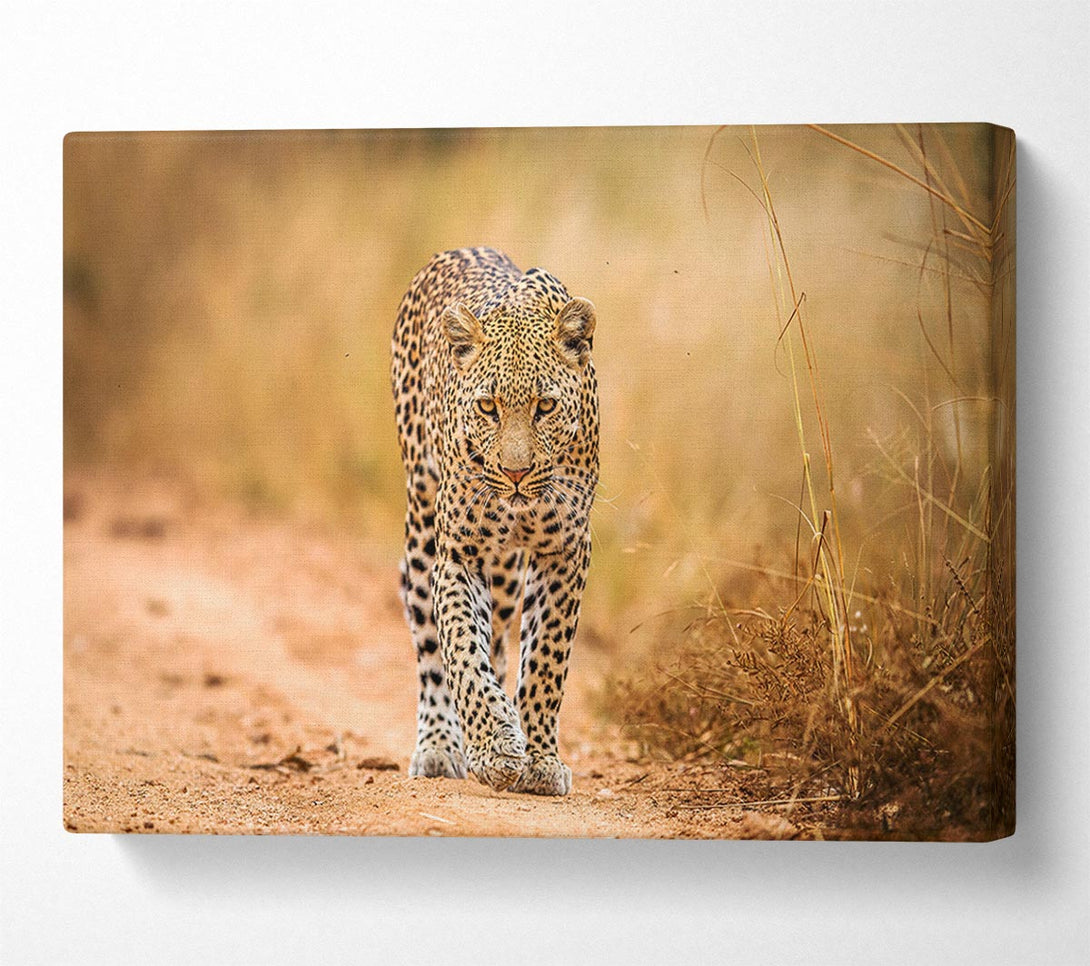  A Canvas Print of Leopard Walk Canvas Art