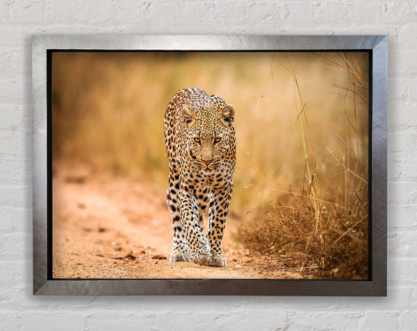 Leopard Walk Framed Print