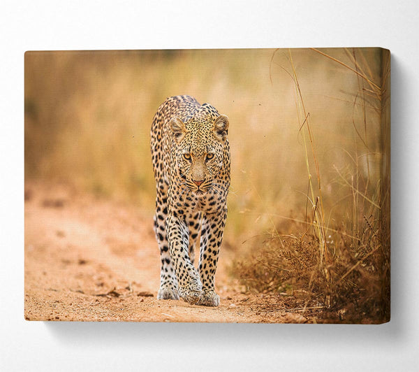  A Canvas Print of Leopard Walk Canvas Art