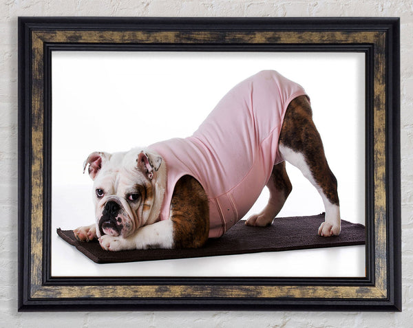 British Bulldog Yoga Stretch Framed Print