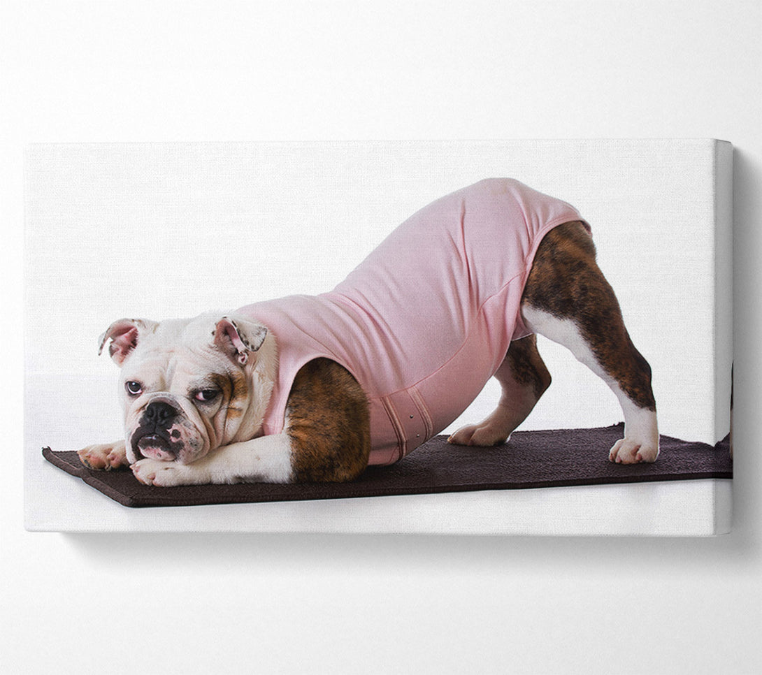  A Canvas Print of British Bulldog Yoga Stretch Canvas Art