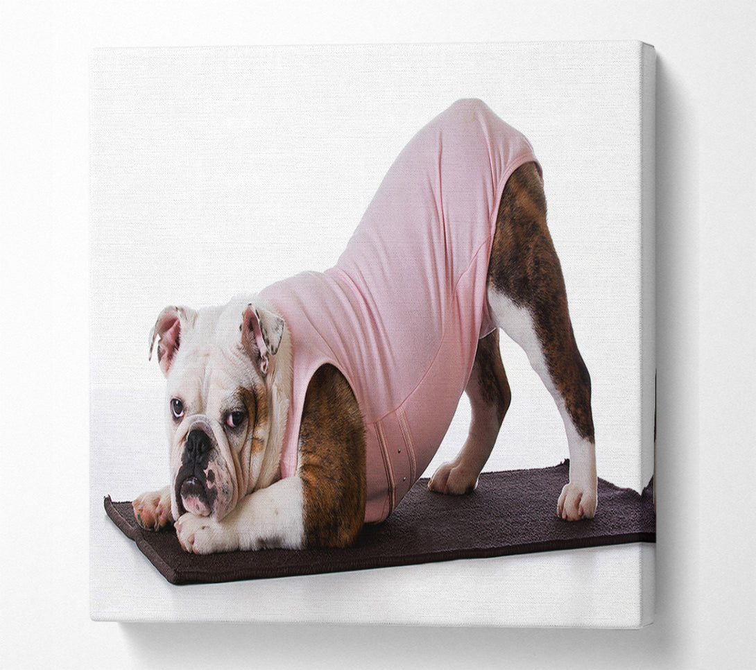  A Canvas Print of British Bulldog Yoga Stretch Canvas Art