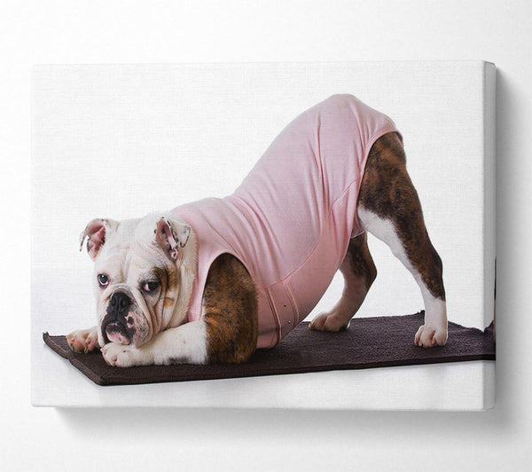  A Canvas Print of British Bulldog Yoga Stretch Canvas Art