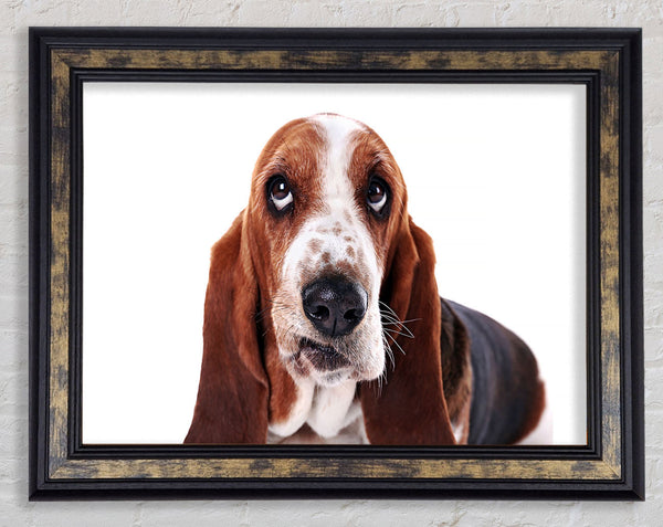 Basset Hound Look Framed Print