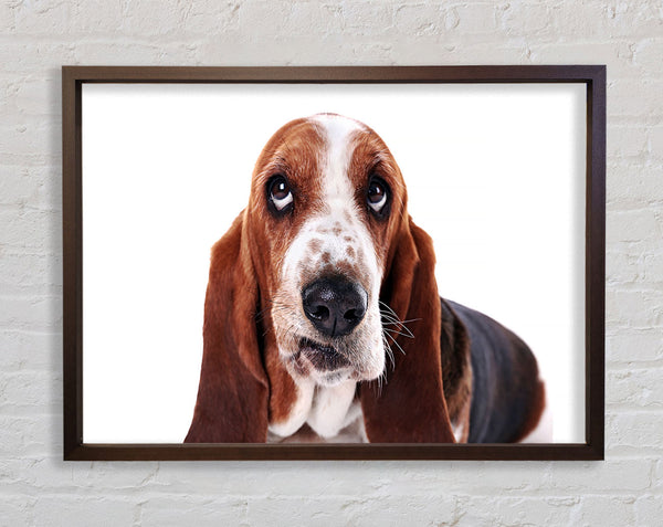 Basset Hound Look Framed Print