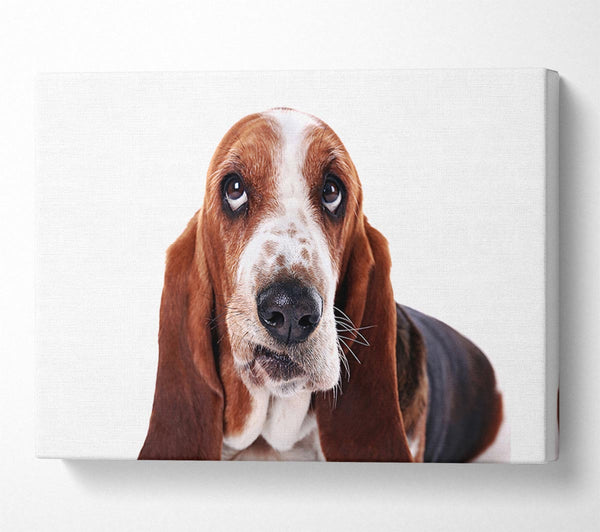  A Canvas Print of Basset Hound Look Canvas Print