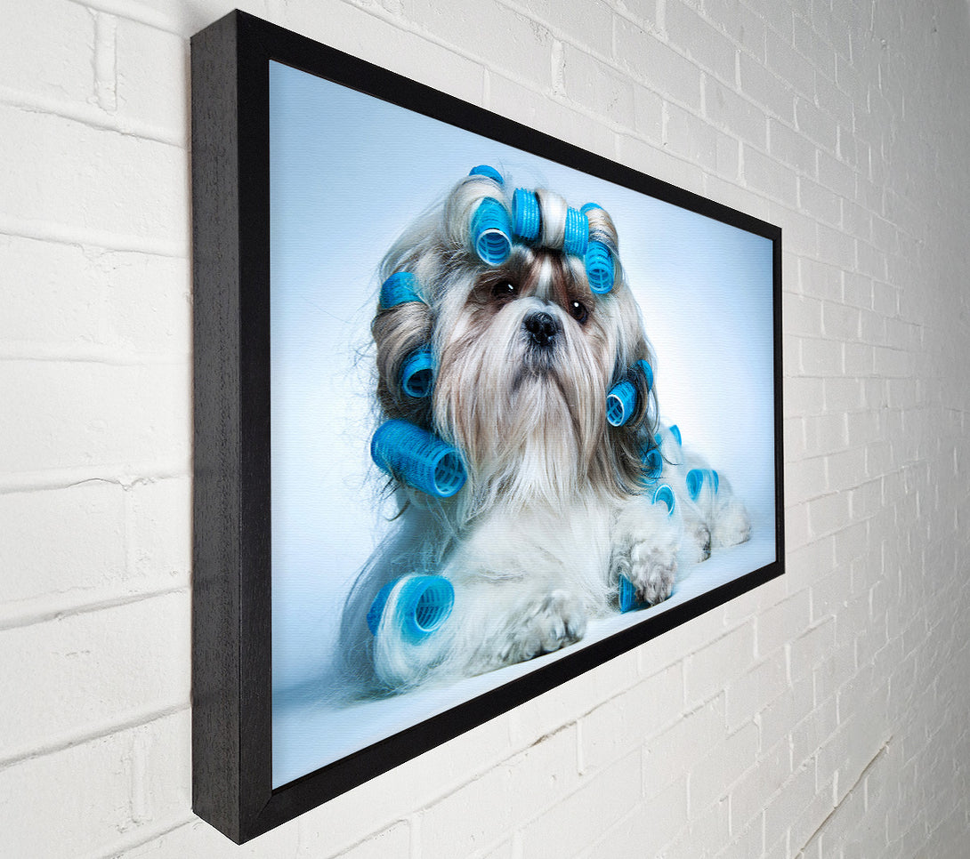  A Canvas Print of Shih Tzu Dog In Curlers Canvas Art