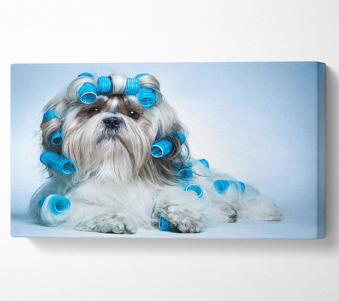  A Canvas Print of Shih Tzu Dog In Curlers Canvas Art