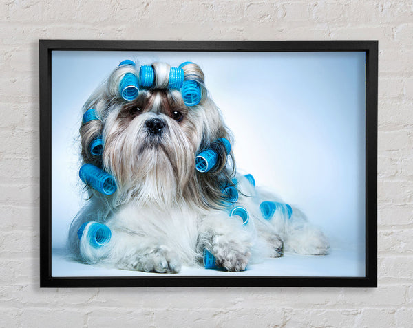 Shih Tzu Dog In Curlers Framed Print
