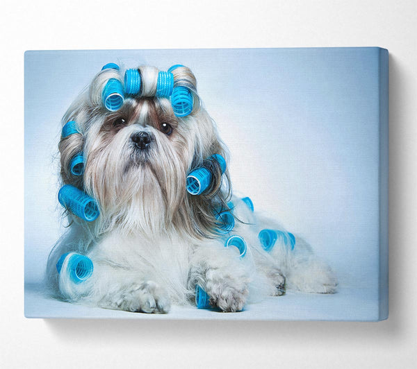  A Canvas Print of Shih Tzu Dog In Curlers Canvas Art