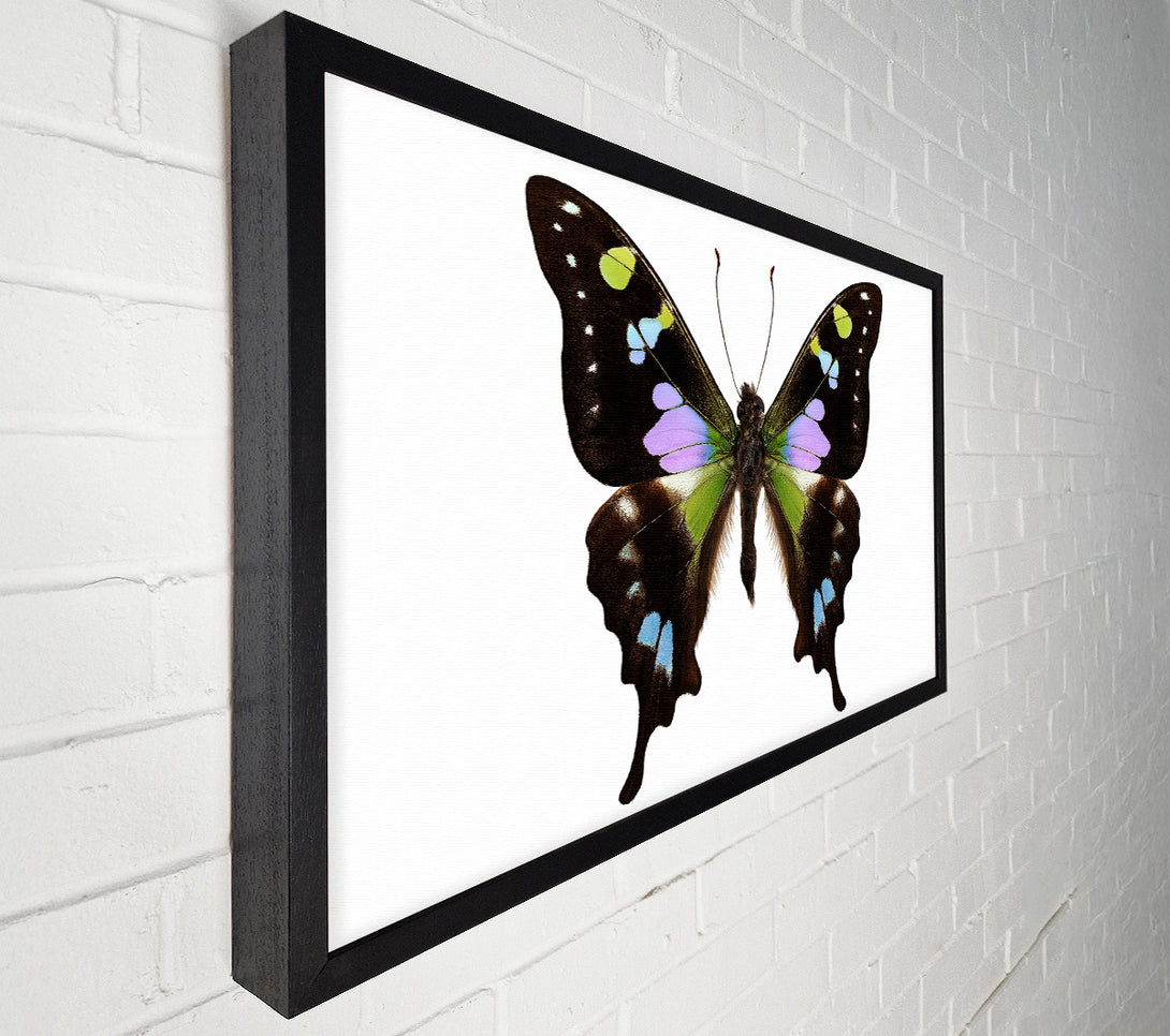  A Canvas Print of Butterfly Colours Canvas Wall Art