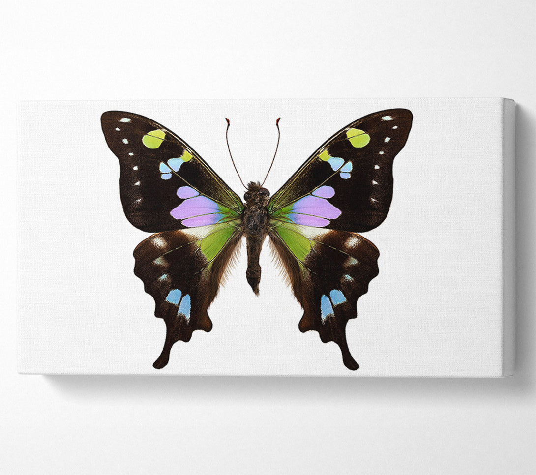  A Canvas Print of Butterfly Colours Canvas Wall Art