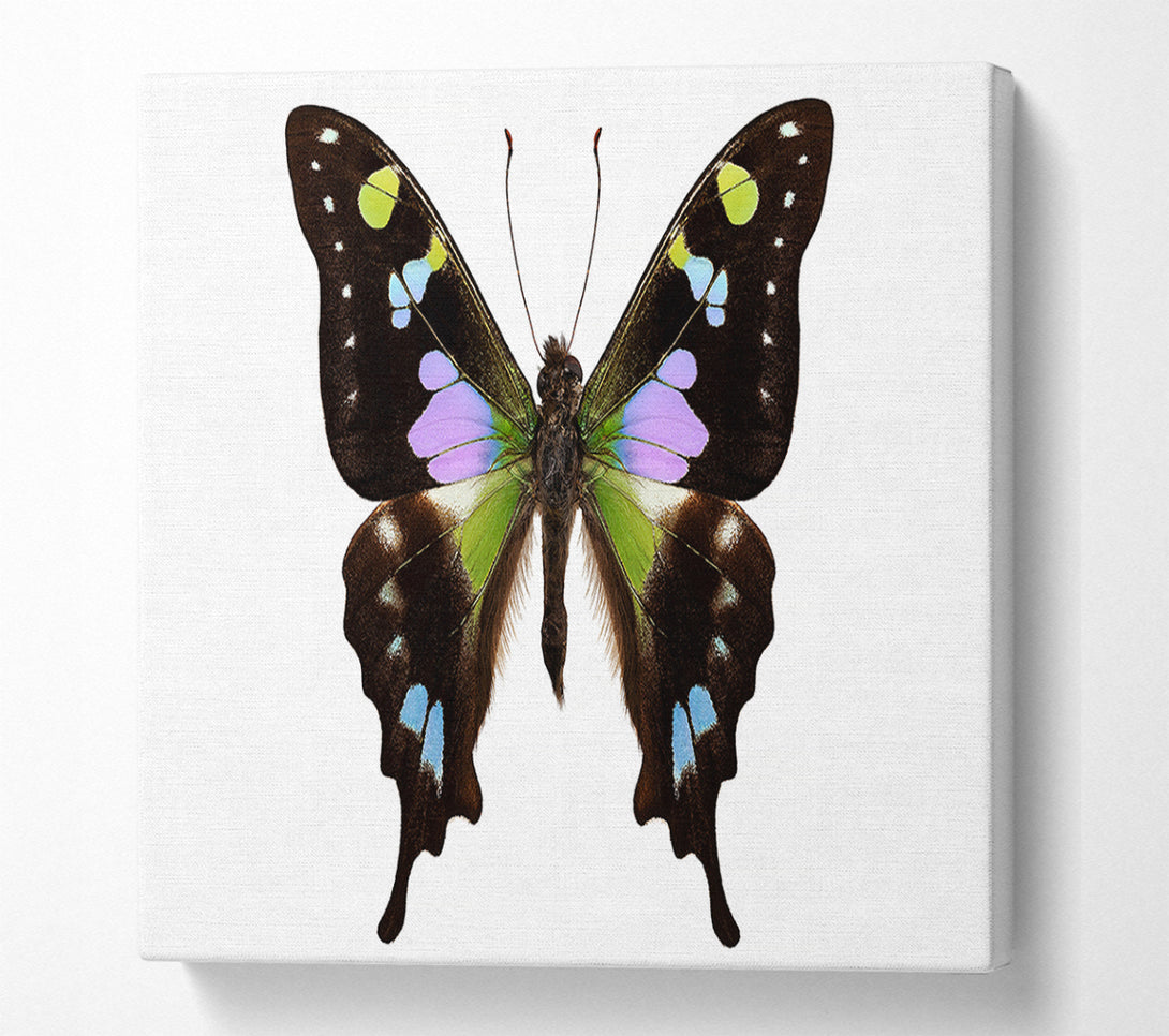  A Canvas Print of Butterfly Colours Canvas Wall Art