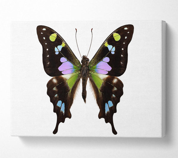  A Canvas Print of Butterfly Colours Canvas Wall Art