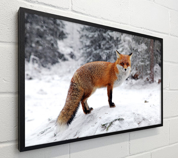 Snow Fox