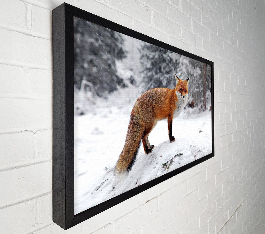 A Canvas Print of Snow Fox Canvas Art