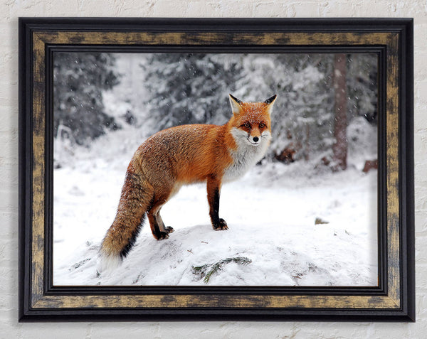 Snow Fox Framed Print