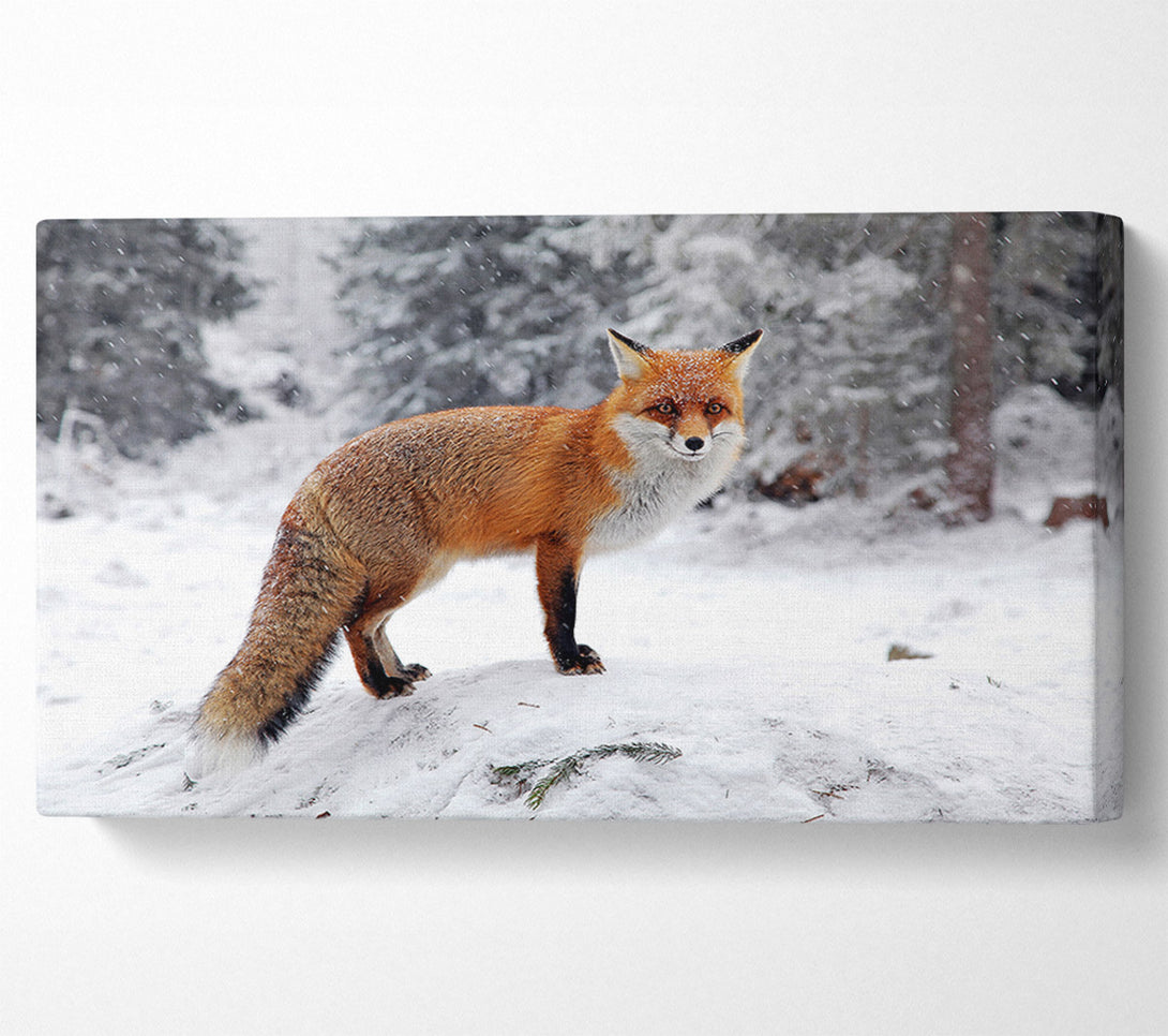  A Canvas Print of Snow Fox Canvas Art