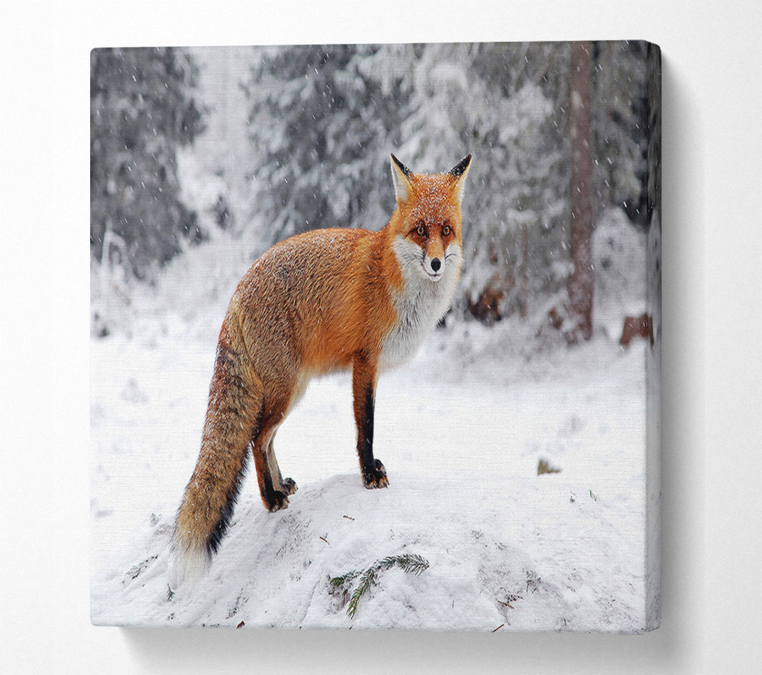  A Canvas Print of Snow Fox Canvas Art
