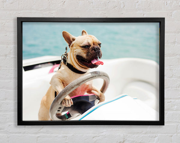 Speed boat French bulldog Framed Print