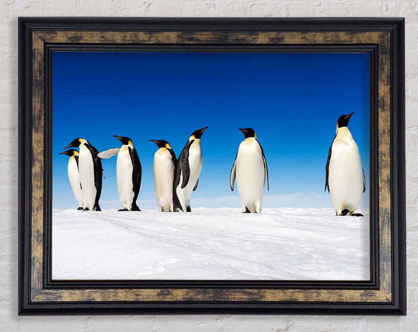 Penguin Gossip Framed Print
