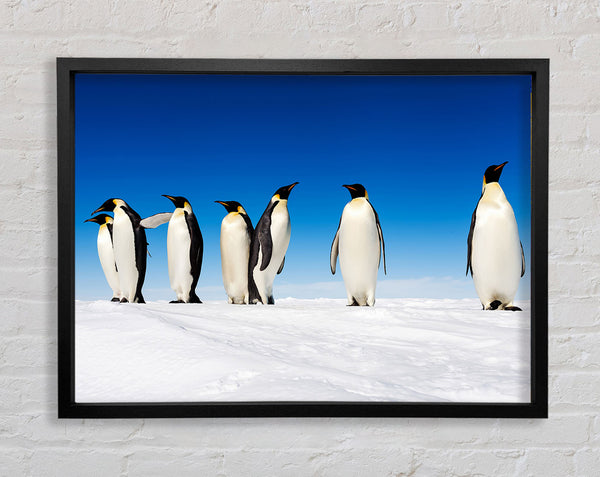 Penguin Gossip Framed Print